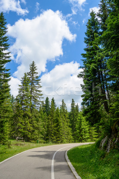 Kostenlos Straße schönen Wald Park Montenegro Stock foto © maxpro