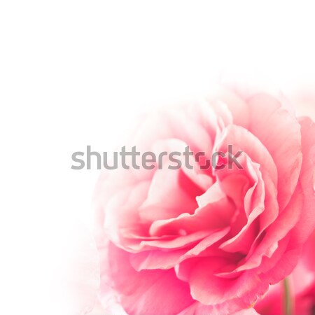 Belo flor branco rosa amor abstrato Foto stock © maxpro