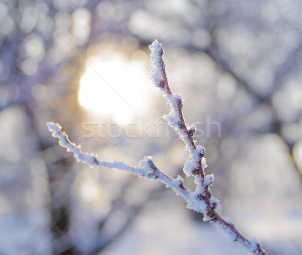 голый заморожены филиала красивой желтый солнце Сток-фото © maxpro