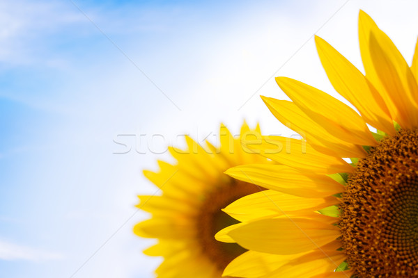 Stock photo: Beautiful Bright Sunflowers Against a Blue Sky