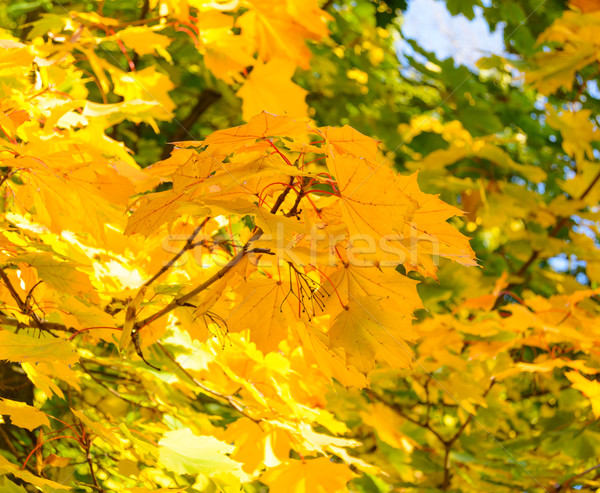 Colorful Autumn Leafs on the Tree over Deep Blue Sky Stock photo © maxpro