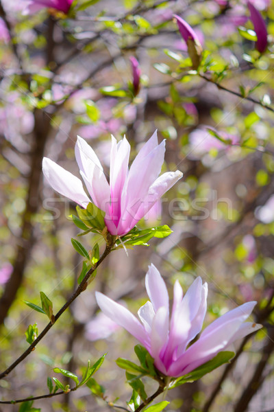 Сток-фото: красивой · розовый · магнолия · цветы · весны · цветочный