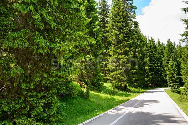 Free Road among Beautiful Forest in the National Park Durmitor, Montenegro Stock photo © maxpro