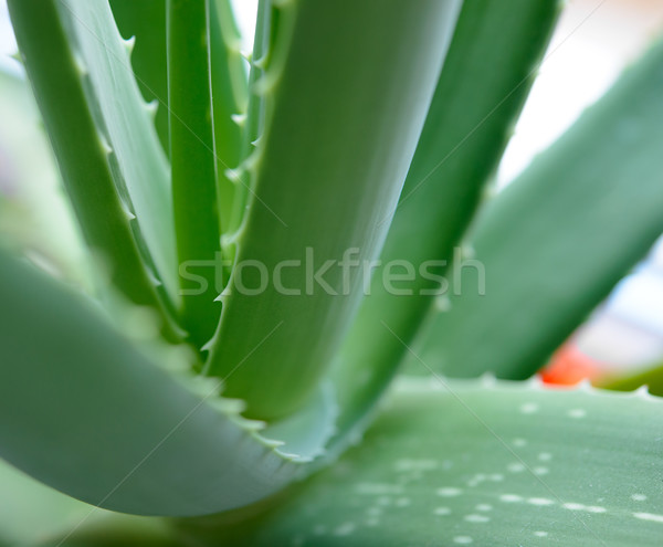 Close up Image of Green Aloe Vera Leafs on Bright Background Stock photo © maxpro