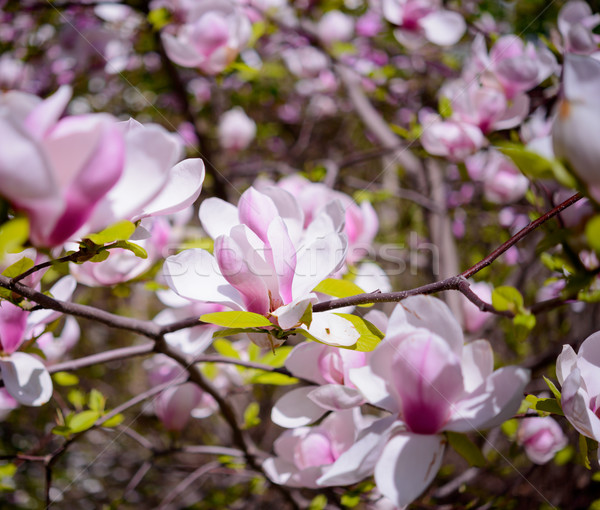 Frumos roz magnolie flori primăvară Imagine de stoc © maxpro