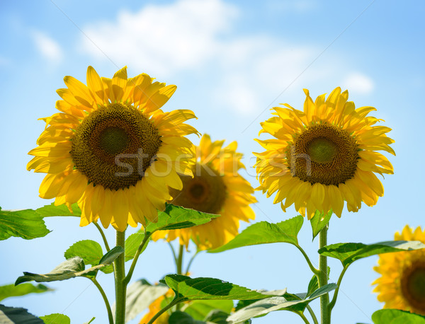 Beautiful Bright Sunflowers Against the Blue Sky Stock photo © maxpro
