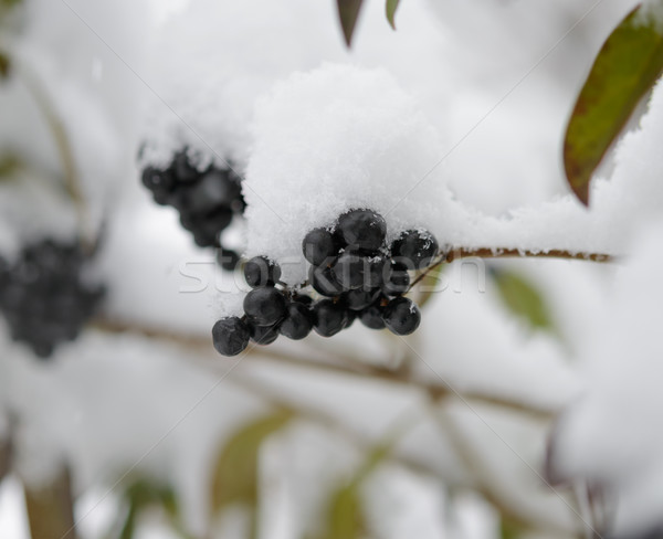 Schwarz Holunder Beeren bedeckt frischen Schnee Stock foto © maxpro