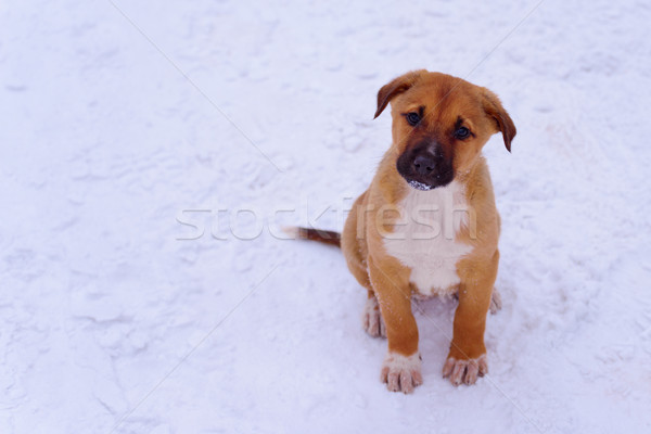Red puppy in the snow, attentively looking at the camera. Copy s Stock photo © maxpro