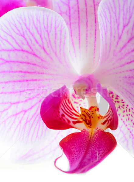 Piękna różowy Orchidea kwiat odizolowany biały Zdjęcia stock © maxpro