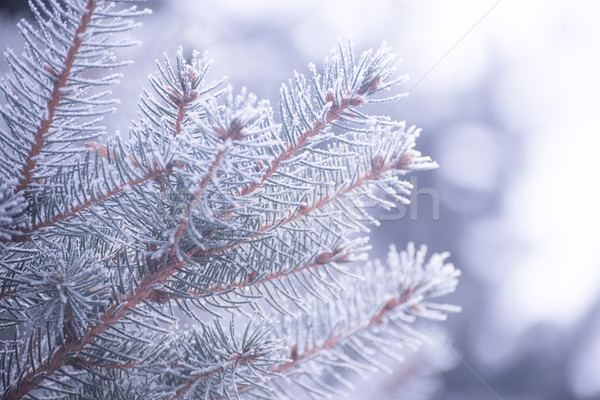 Zdjęcia stock: Zimą · christmas · Fotografia · oddziału · pokryty