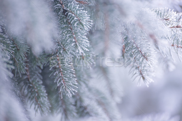 Foto stock: Inverno · natal · foto · ramo · coberto