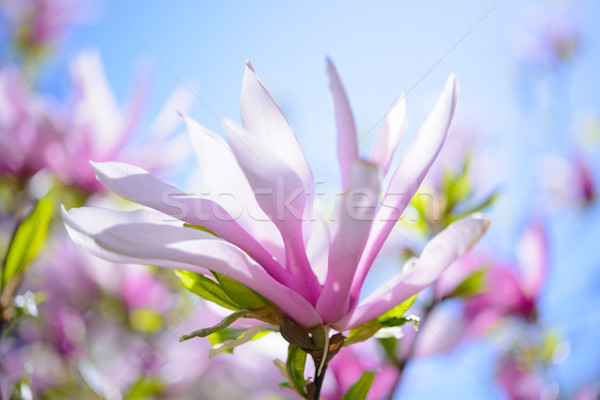 Сток-фото: красивой · розовый · магнолия · цветы · Blue · Sky · весны