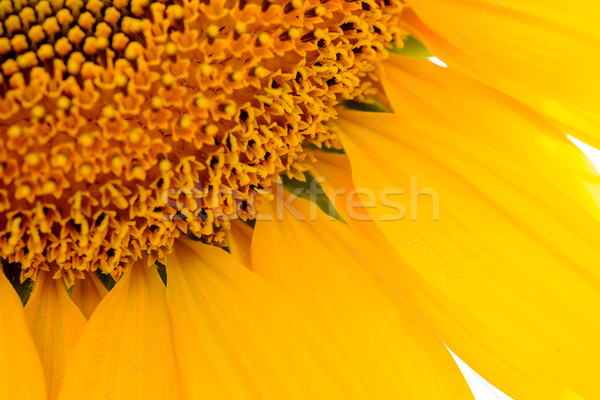 Zdjęcia stock: Piękna · jasne · słonecznika · lata · kwiat