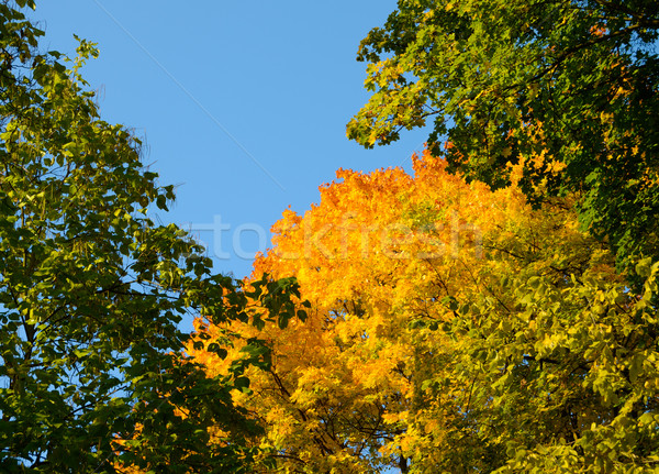 Colorido otono árbol profundo cielo azul brillante Foto stock © maxpro