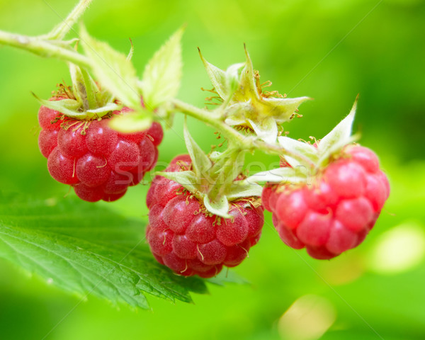 Close-up Image of Red Ripe Raspberries in the Garden Stock photo © maxpro