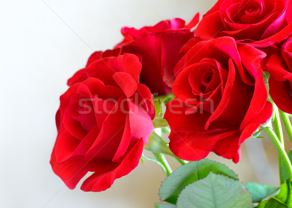 Bouquet of Beautiful Red Roses on Light Background. Greeting Card for Women's Day 8 March Stock photo © maxpro