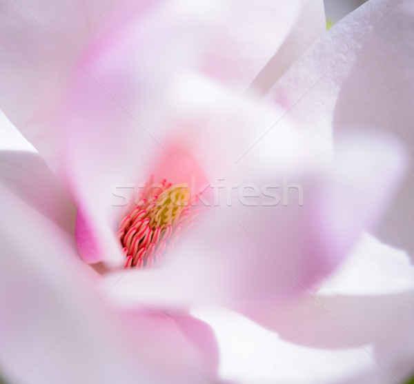 Frumos roz magnolie floare primăvară Imagine de stoc © maxpro
