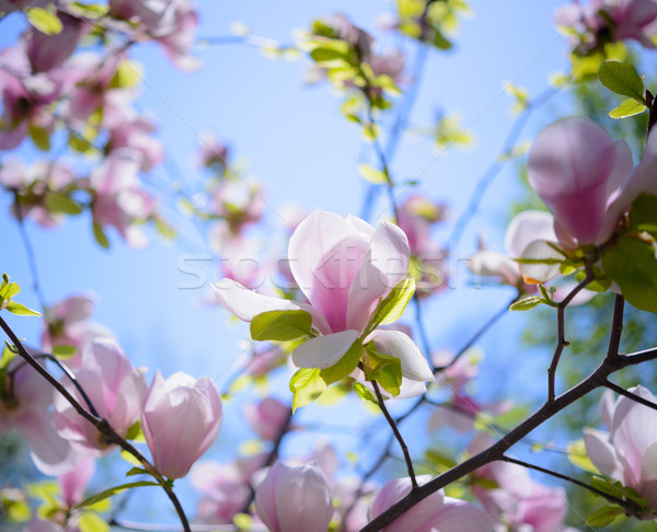 Frumos roz magnolie flori Blue Sky primăvară Imagine de stoc © maxpro
