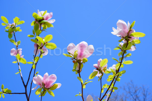 Stock photo: Beautiful Pink Magnolia Flowers on Blue Sky Background. Spring Floral Image