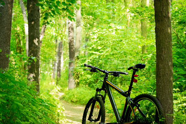 Stock foto: Mountainbike · Weg · Wald · schönen · grünen · Sommer