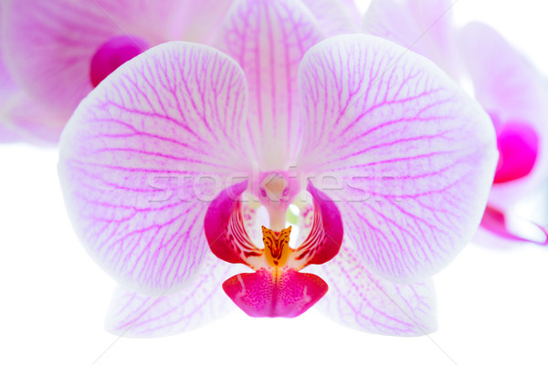 Foto stock: Hermosa · rosa · orquídeas · flores · aislado · blanco