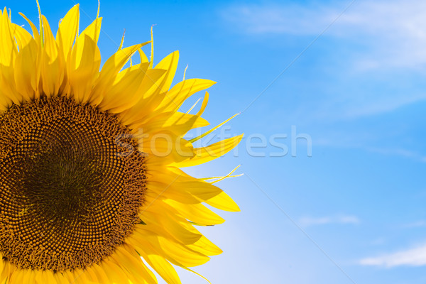 Beautiful Bright Sunflower Against a Blue Sky Stock photo © maxpro