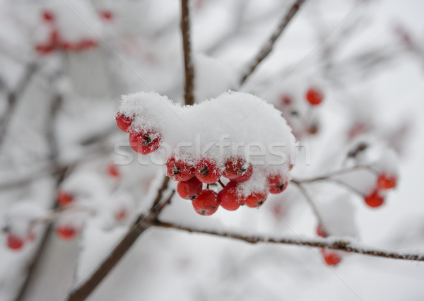 Red Rowan Berries Covered With Fresh Snow Stock photo © maxpro