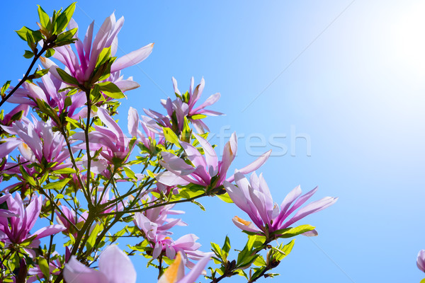 Bella rosa magnolia fiori cielo blu primavera Foto d'archivio © maxpro