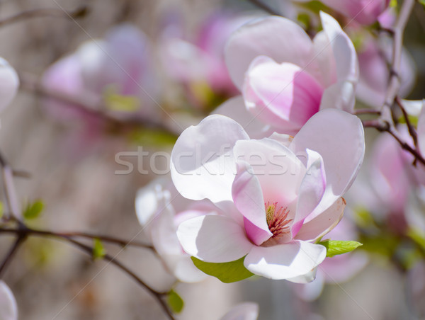 美しい ピンク 花 春 フローラル ストックフォト © maxpro