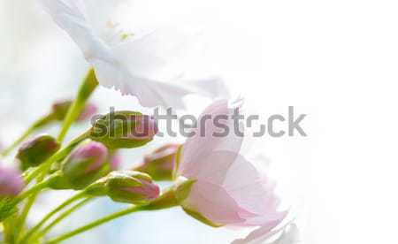 Zdjęcia stock: Różowy · biały · Cherry · Blossom · niebo · drzewo