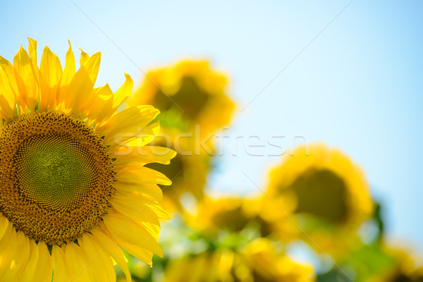 Piękna jasne słoneczniki Błękitne niebo kwiat Zdjęcia stock © maxpro