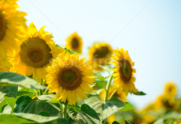 Stock photo: Field of Beautiful Bright Sunflowers Against the Blue Sky