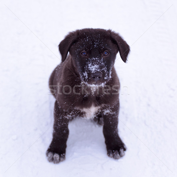 Czarny szczeniak śniegu patrząc kamery piękna Zdjęcia stock © maxpro