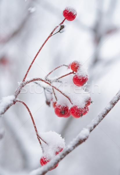 Rosso frutti di bosco coperto fresche neve inverno Foto d'archivio © maxpro