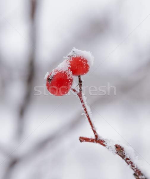Red Rowan Berries Covered With Fresh Snow Stock photo © maxpro