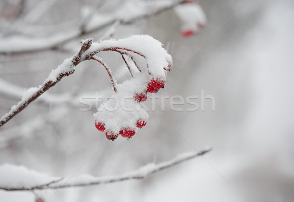 Vermelho coberto fresco neve inverno Foto stock © maxpro