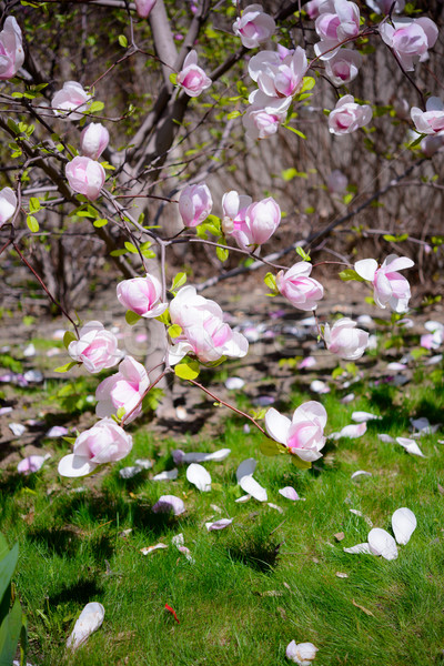 Foto stock: Hermosa · rosa · magnolia · flores · primavera · floral
