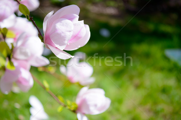 Beautiful Pink Magnolia Flowers on Green Background. Spring Floral Image Stock photo © maxpro