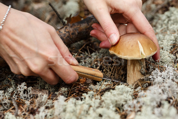 Nő tinóru gomba kezek erdő kés természetes Stock fotó © maxsol7