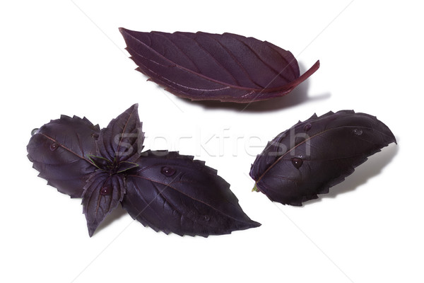 Establecer púrpura albahaca hojas poco gotas Foto stock © maxsol7