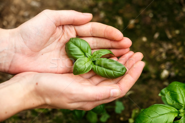 Albahaca hojas femenino manos limpio Foto stock © maxsol7