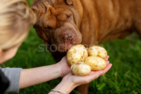 Patates hasat köpekler tatma taze patates Stok fotoğraf © maxsol7