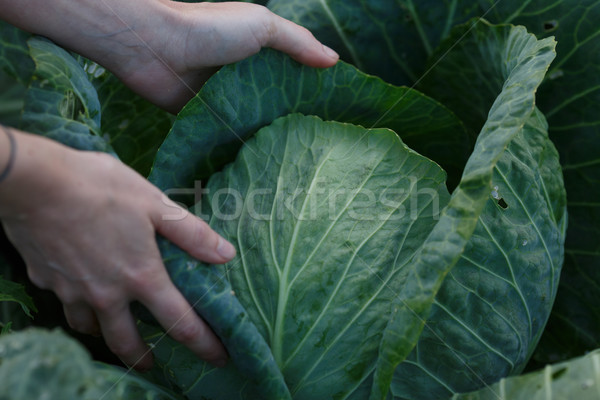 Cabbage harvest Stock photo © maxsol7