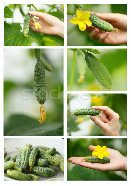 Komkommers schone landbouw lokaal selectieve aandacht Stockfoto © maxsol7