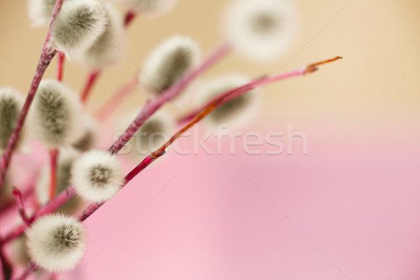 Pussy salice ramo abstract primavera soft Foto d'archivio © maxsol7