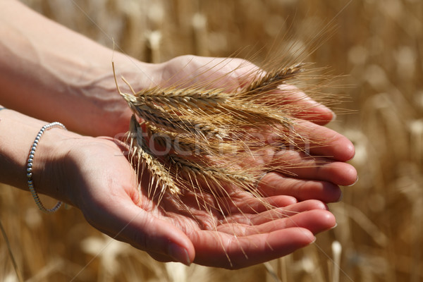 Vrouw rogge oren vrouwelijke handen Stockfoto © maxsol7