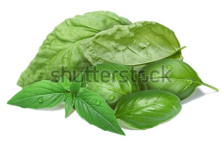 Basil leaves, different cultivars Stock photo © maxsol7