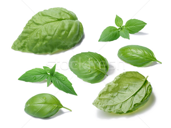 Basil leaves collection, different cultivars Stock photo © maxsol7