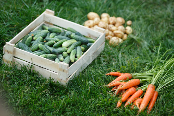 Vehetable harvest Stock photo © maxsol7