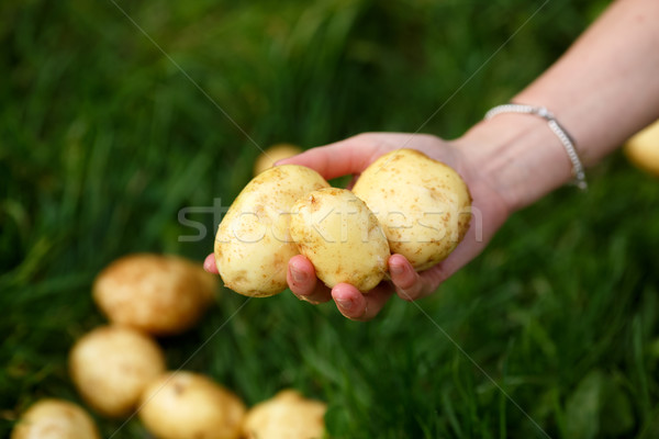 Ziemniaczanej kobiet ręce ziemniaki trawy Zdjęcia stock © maxsol7